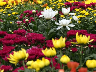 What Colour Flowers Should You Choose?