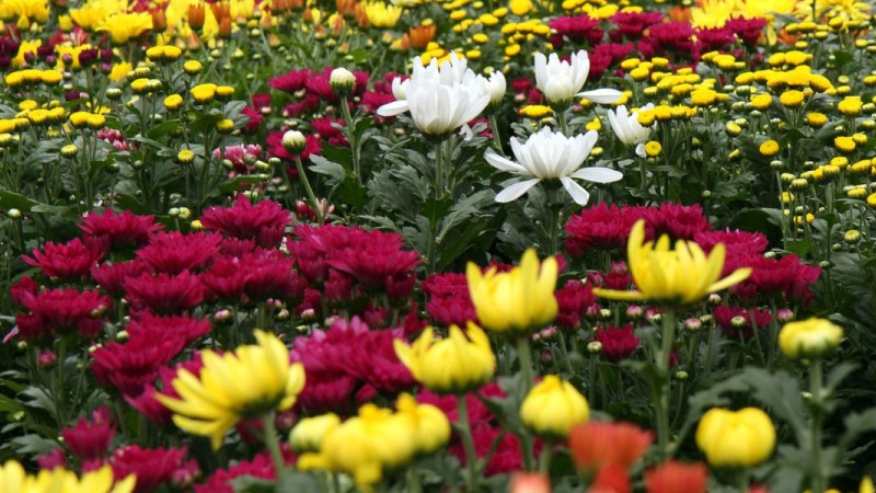 What Colour Flowers Should You Choose?