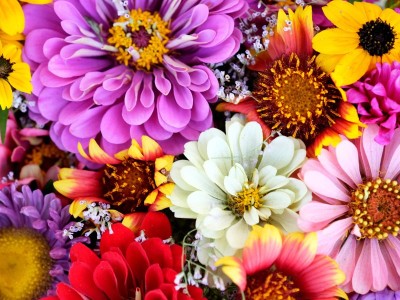How to Choose Flowers When You Don’t Know What They Like