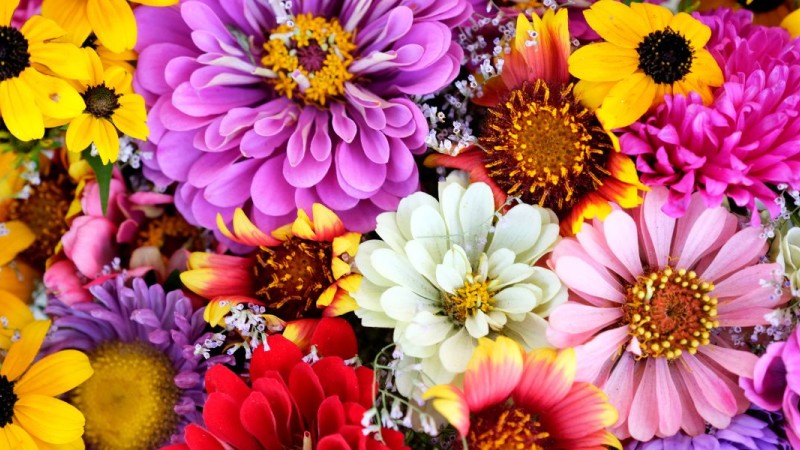 How to Choose Flowers When You Don’t Know What They Like