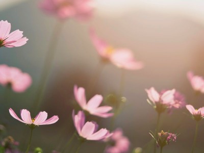 How to Make Fresh Flowers Last Longer at Home