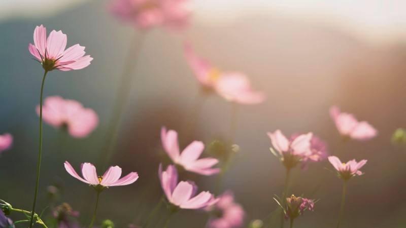 How to Make Fresh Flowers Last Longer at Home