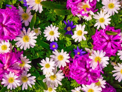 What Flowers Should You Send for a Birthday?