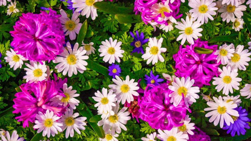 What Flowers Should You Send for a Birthday?