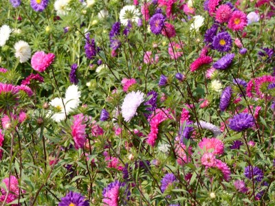 What Flowers Are Appropriate to Send When Someone Dies?