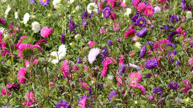 What Flowers Are Appropriate to Send When Someone Dies?