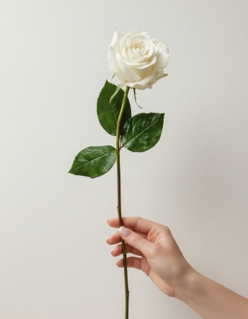 Single White Rose