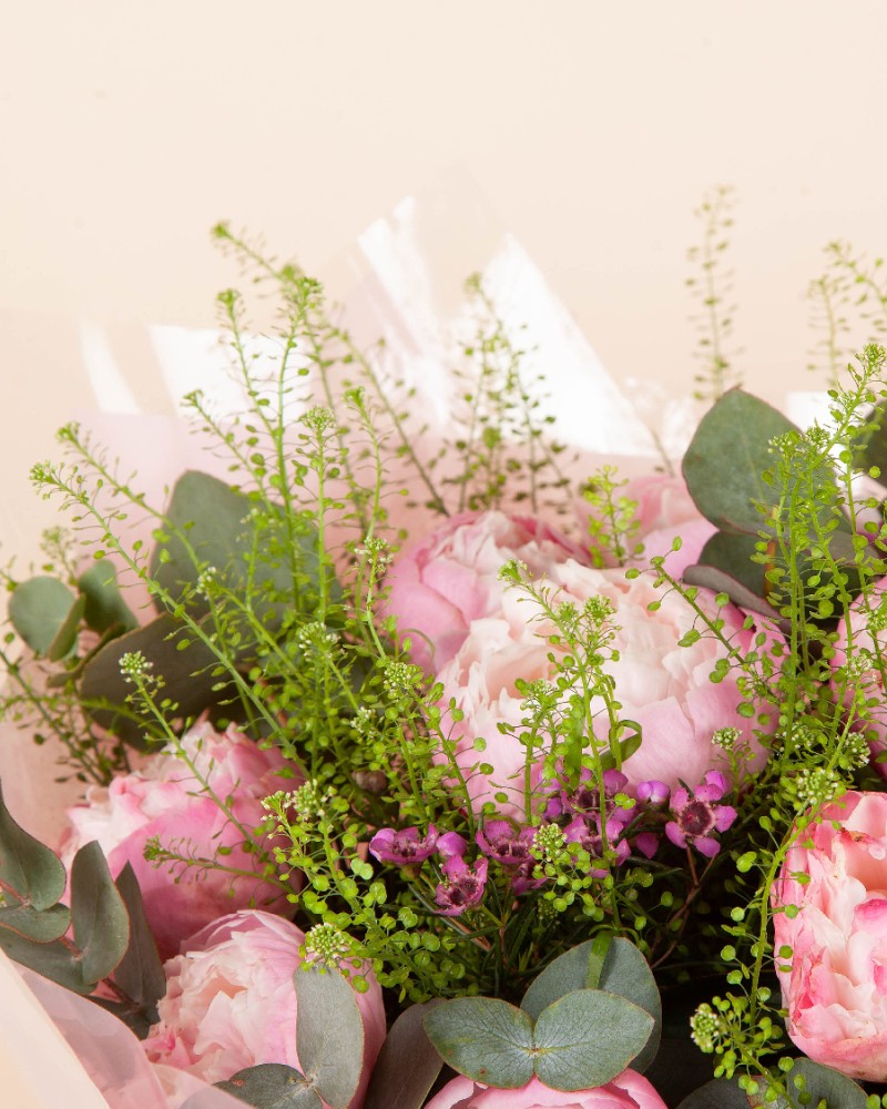 Peony Dream