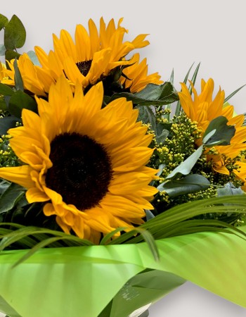 Sunflower Splash
