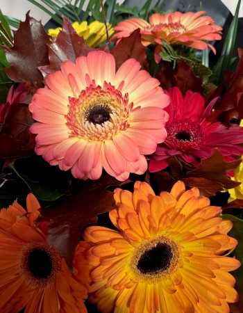 Autumnal Glow