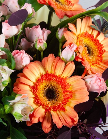 Colourful Beauty