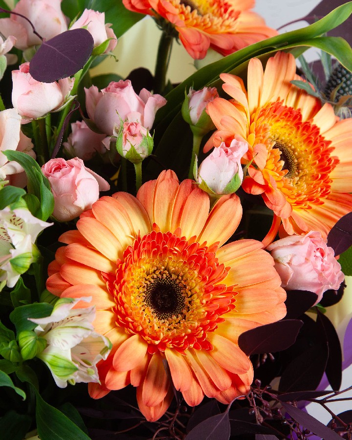 Colourful Beauty