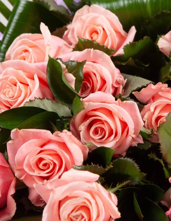Romantic Roses