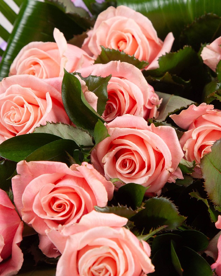 Romantic Roses