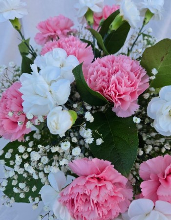Carnation Mist