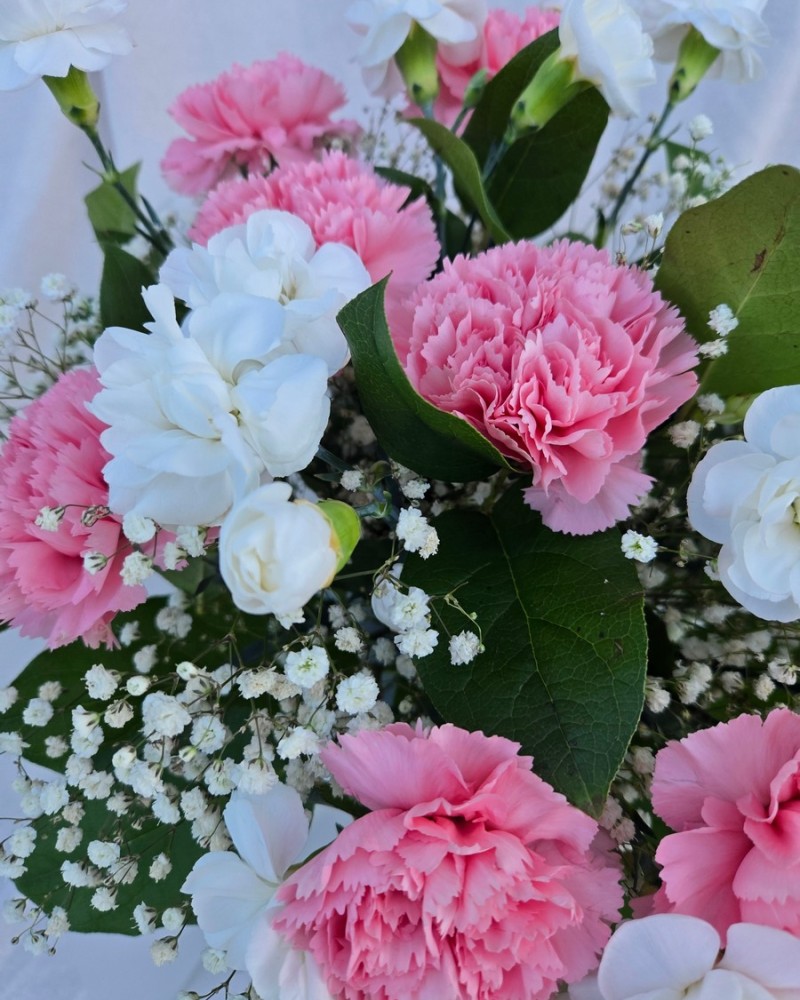 Carnation Mist